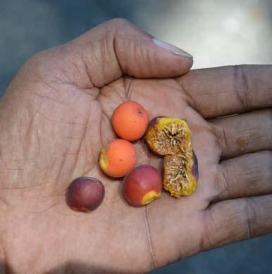 Sessile, spherical shaped fruits