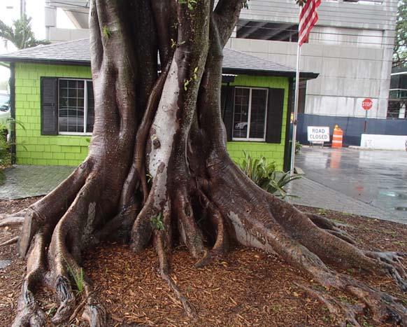 7 Ficus aurea A large tree with a buttressed trunk and no prop