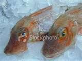 contact with the fish Reg 47 Sale of fish and frozen fish chilled fish