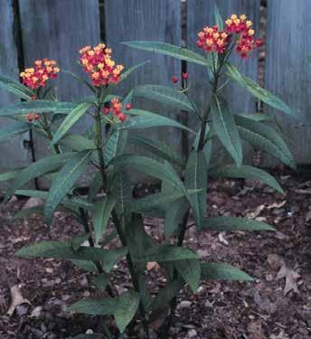 Asclepias curassavica tropical milkweed bloodflower Tropical milkweed is not native north of Mexico, but, due to its showy flowers and its ability to attract egg-laying monarchs, it has been widely