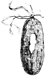 Root-knot nematode makes the yam tuber knobbly and with more hairs than normal. Yam attacked by root-knot nematode (Meloidogyne).