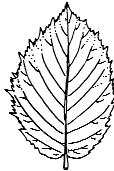 TREE IDENTIFICATION TERMS ALTERNATE BRANCHING: A branching pattern where side branches, leaves, and leaf scars do not grow directly across from each other.