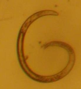 Reniform nematodes/250