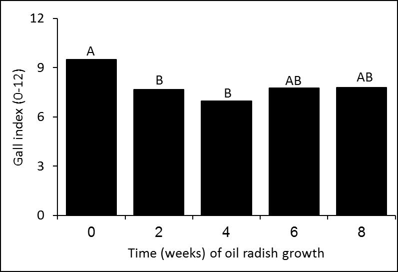 Oil radish did not suppress PPN in the soil but reduce root galls on pumpkin