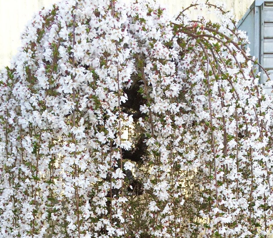 GLEDITSIA (Honeylocust) HAMAMELIS (Witch-hazel) HEPTACODIUM (Seven-son Flower) HYDRANGEA