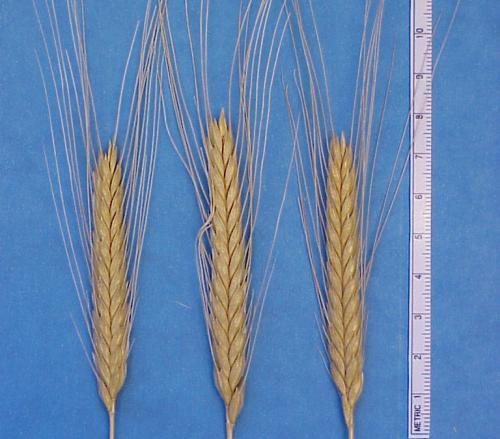 Einkorn Favored for adding excellent flavor to foods. Suitable for baked products, some good for bread. Higher lipid content than bread wheat (4.2 vs. 2.8 g/100g.