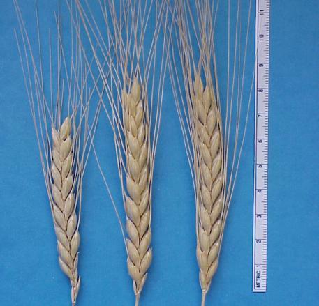 Has same allergenic proteins as other wheats but may be lower in some of the gliadins that cause responses in those with celiac disease: more research is needed.