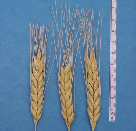 Gluten varies from very low to higher than bread wheat: bread making properties vary but are usually lower than bread wheat. Missing some gliadin proteins.