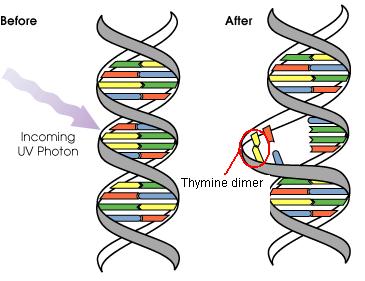 (DNA, ARN) Dimer formation especially when 2 molecules of thymine or cytosine are close on the same bit to DNA For the other bases of DNA, the
