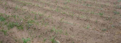 Immediate Care after Corm Planting: For maximum production output, care must be exercised immediately after planting the corm.