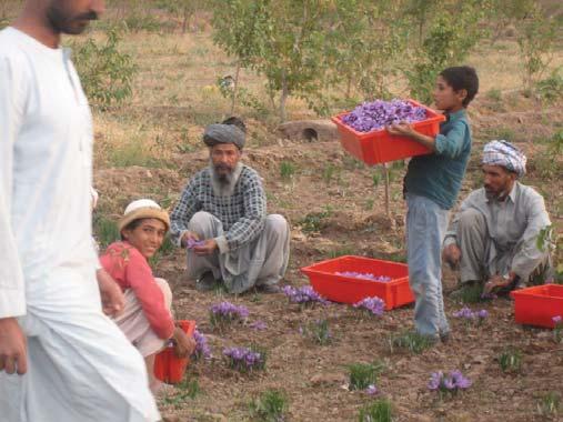 Saffron plants flower daily for three weeks starting in October.