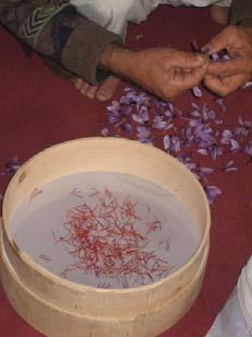 Separation of Stigma from Saffron Flowers To ensure the highest possible quality of the final saffron spice product, post-harvest processing should take place immediately after the saffron flower has
