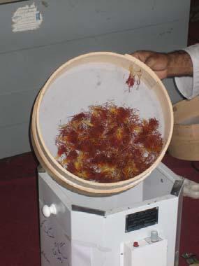 Drying of Saffron The stigma must be dried immediately after separation to maintain the quality. Specific environmental conditions must be ensured to guarantee the right moisture content levels.