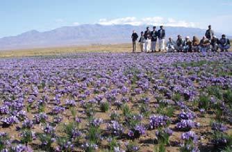 The preparation of this Saffron Manual for Afghanistan was made possible through the concerted efforts of DACAAR staff members involved in saffron cultivation and promotion.