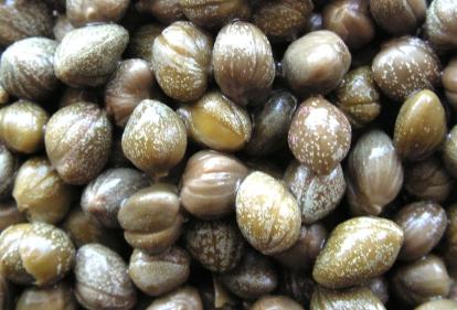 Small size Capers tend to be more rare and valuable. Lilliput (3-5 mm.) Non-pareille (5-7 mm.
