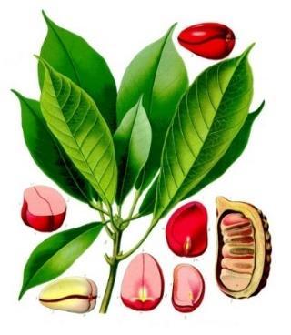 Camellia sinensis 4-8 - poboljšanje kognitivnih sposobnosti - potiče protok krvi u mozak - povećava izlučivanje serotonina - opuštanje