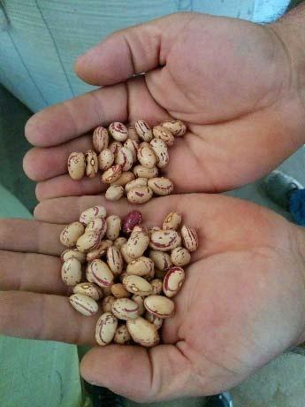 Dry bean farmers save their best seeds from one harvest for planting next year s crop. Farmers reported holding 15 20% of their beans.