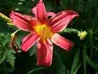Hemerocallis species. DAYLILIES are commonly grown ornamental plants. Easily cultivated, they grow well in most soils, though they do best in rich moist conditions and succeed in sun or shade.