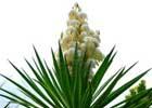 Yucca baccata. There are many hardy species of YUCCA and all of them have more or less edible flowers, though this species is perhaps the nicest.