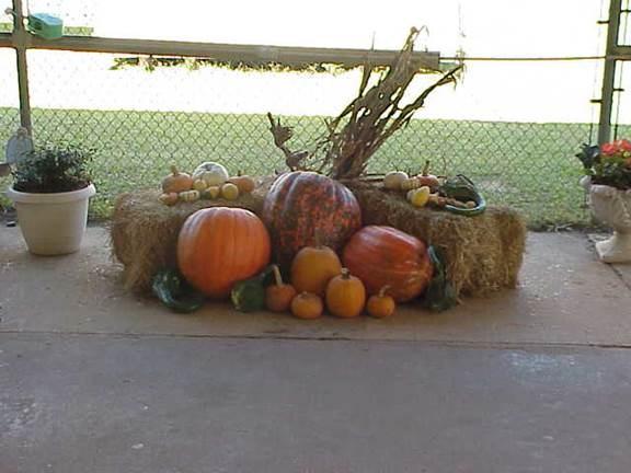 Plant Pumpkin Now for Fall Decorations PEACHES By Rafash Brew LSU AgCenter Area Horticulturist Throughout the country side over recent years many front lawns have proven that no Halloween or