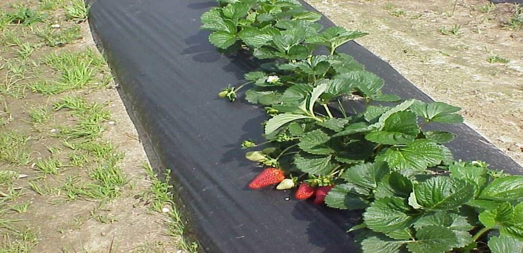 PICKLES Plan Now for Strawberry Planting By Rafash Brew Area Horticulturist For years gardeners have grown the strawberry plant as a perennial with limited success.