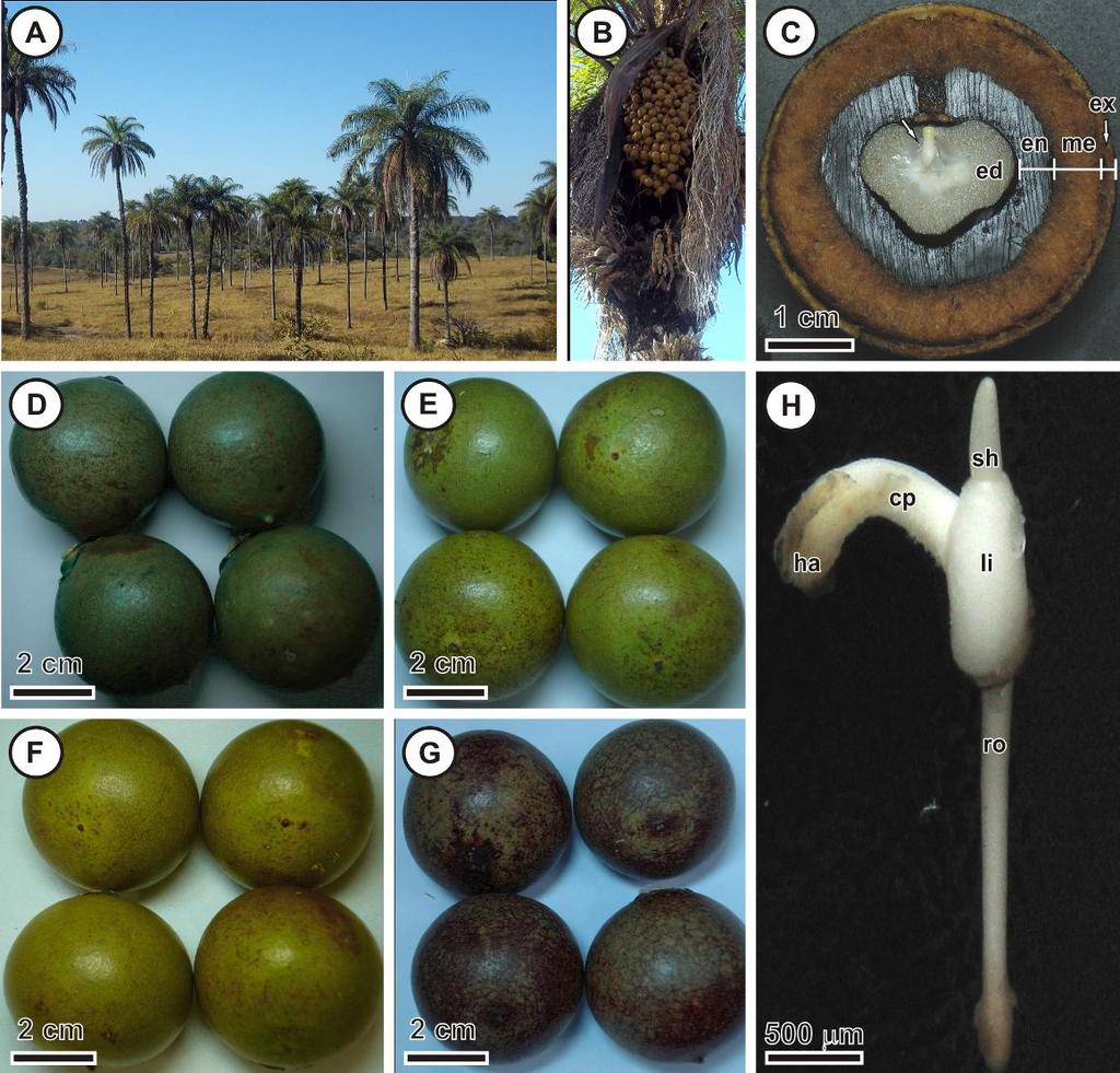 448 Afr. J. Biotechnol. Figure 1. Individuls, fruits, nd plntlets of A. culet: A) A nturl popultion in northern Mins Geris Stte, Brzil. B) Fruit unch nering scission.