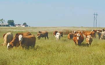 02 Cattle owned by Nipp Charolais customer, Bruce Jones, Mayesville, OK 20 EZB/NC FRESH 6223 P 03/14/2016 M878770 Polled LVB MISS BAYLEE 223 PLD LVBEZYB LADY CIGAR117PLD LVB MAC ABIGAL PLD 3.1 1.