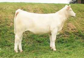 Triple T Farms CD Great White 4006 P Herd Sires D & D INSX sire of WC Ruger 2103 P