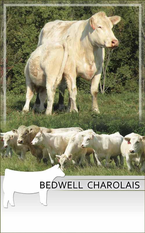 Stalcup Farms Charolais NWSS Reserve Senior Champion Bull Semen Available: $25/straw $25/signging fee WC