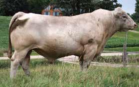 Wakefield Farms Family Farming Since 1937 Charolais Seedstock Since 1962 A name you can trust for Performance Tested Charolais and Red Angus Bulls 53+ Years of Producing Functional Seedstock Thanks