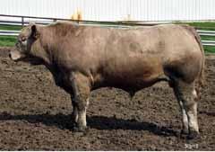 Simmental, and Composite bulls that are performance tested, and