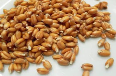 PRODUCT & Soft Milling Wheat, Grade 3 Standard GOST R 52554-2006. Non-GMO.