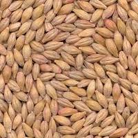 PRODUCT & Barley, Grade 3 Standard GOST 28672-90 Origin: Russia, Kazakhstan Test Weight, min: 61,0 65,0 kg/hl; Protein content, min: 10.