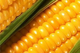 PRODUCT & Corn (Maize), grain, Grade 3. Standard GOST 13634-90. Non GMO.