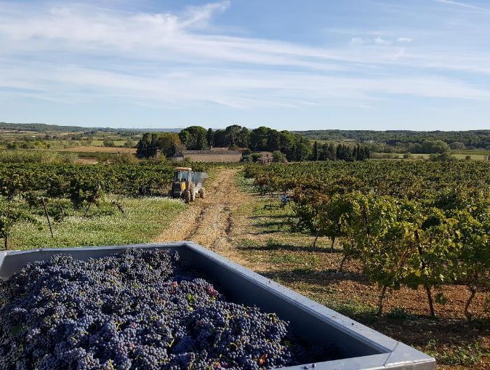 Harvest package For those interested in wine and the process of making it we offer the possibility to join our harvest while staying in luxury accommodation. Experience the art of wine making.