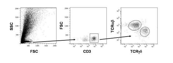 Intraepithelial CD8 + cells have a regulatory