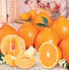 100% Navel Oranges Honeybell Tangelos MAY November-December January Only!