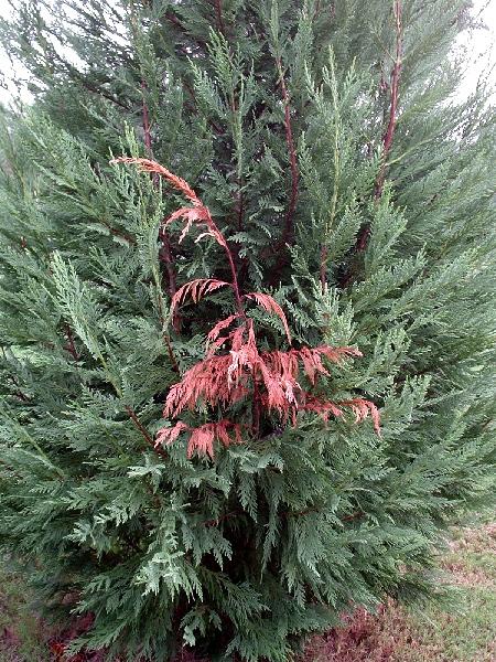 Seiridium Canker Causal Agent: Seiridium unicorne Species affected: Leyland-cypress. Symptoms/Signs: Reddish-brown branches.