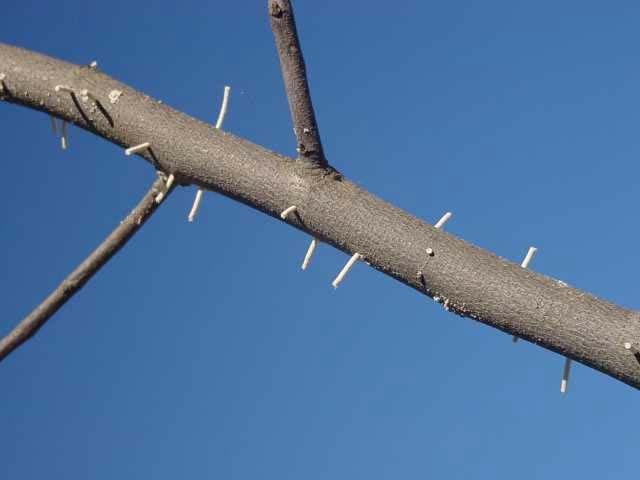 Symptoms/Signs: Lots of fine frass around base of tree, toothpicklike tubes of fresh frass sticking out from branches and stems, small holes going straight into heartwood. Holes packed with frass.