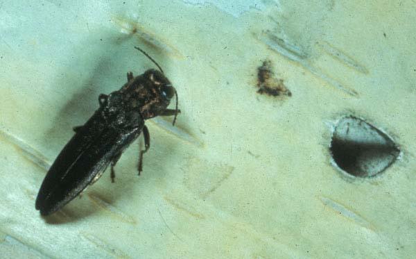 Bronze Birch Borer Causal Agent: Agrilus anxius Species affected: Birch, mainly European white and paper. Symptoms/Signs: Crown decline and D-shaped exit holes on stems and branches.