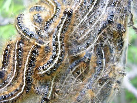 Larvae are black & hairy, with one white stripe along the length of the body and blue dots on either side of the stripe. Grow to 2.5 long.