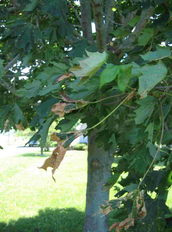 Anthracnose Causal Agent: Various fungi Species affected: Oaks, ash, dogwood, maple, elm, & sycamore. Symptoms/Signs: Lesions on leaves, usually black or brown, delimited by veins except on oak.