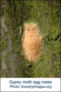 Gypsy Moth (GM) Causal Agent: Lymantria dispar Species affected: Many, but especially white oaks and sweetgum. Symptoms/Signs: Buff-colored egg masses on bark.