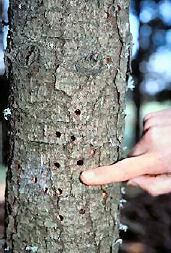 Round exit holes vary in size, mostly around ¼. Galleries under bark packed with sawdust. Adults 1 1.5 long, wasplike.