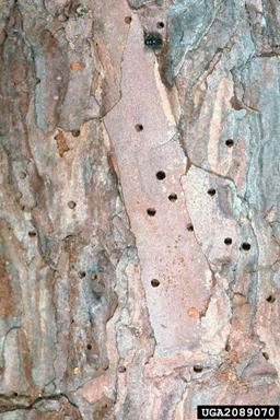 Symptoms/Signs: Discolored needles, decline, small holes on trunk, blue stain fungus, S-shaped galleries under