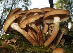 Prevention: Prevent stress. Mycelial fans Prognosis: Decline & mortality. Recommendations: Armillaria is worsened by stress.