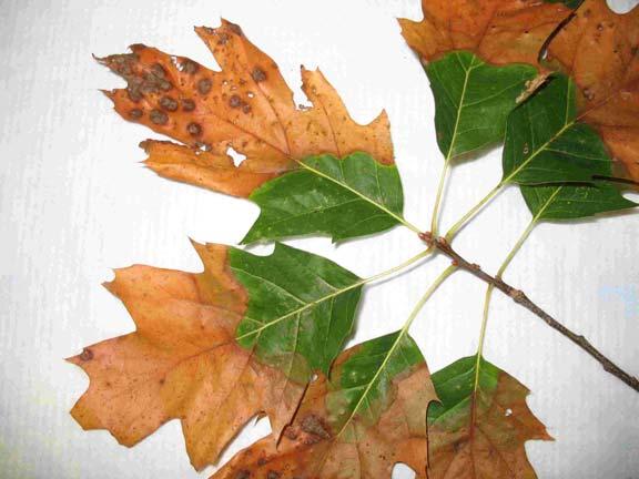Bacterial Leaf Scorch (BLS) Causal Agent: Xylella fastidiosa Species affected: Red oaks, especially northern red, pin, scarlet, and black. Also elm, ash, mulberry, and Norway maple.