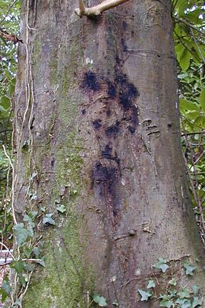 Phytophthora Root Rot Causal Agent: Phytophthora spp. Species affected: All trees. Symptoms/Signs: Crown dieback. Dark, oozing stem cankers near the ground.