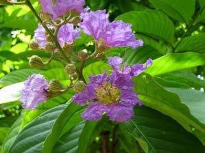 Lagerstroemia speciosa is actually a tropical timber tree Questions / Comments?