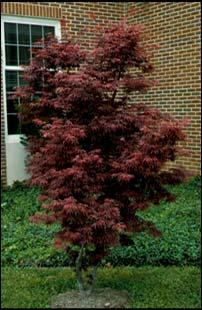 Acer palmatum Japanese Maple Small tree /